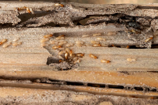 Best Best Pest Control Companies  in Westwood, KY